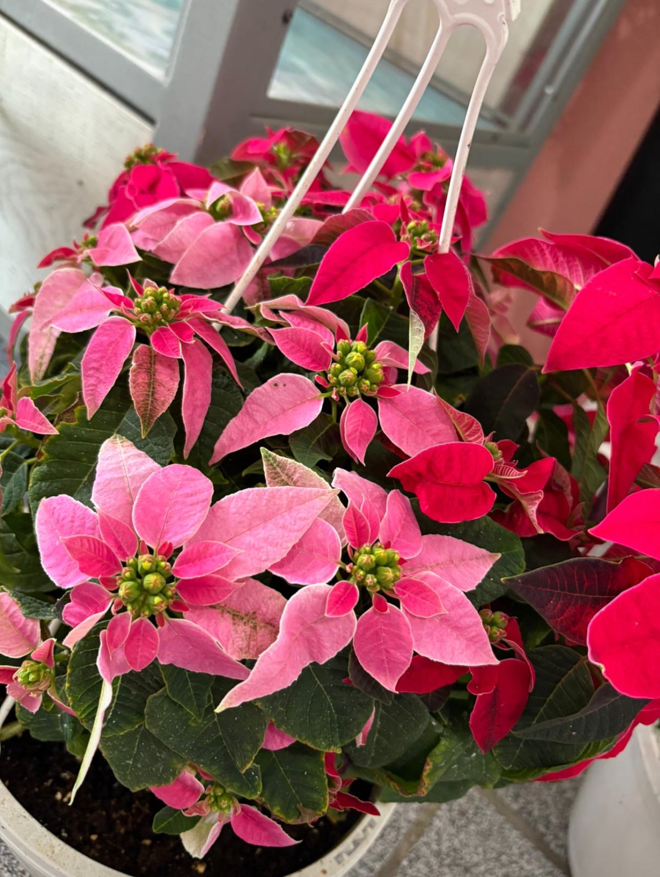 Canasta de Pascua 10”