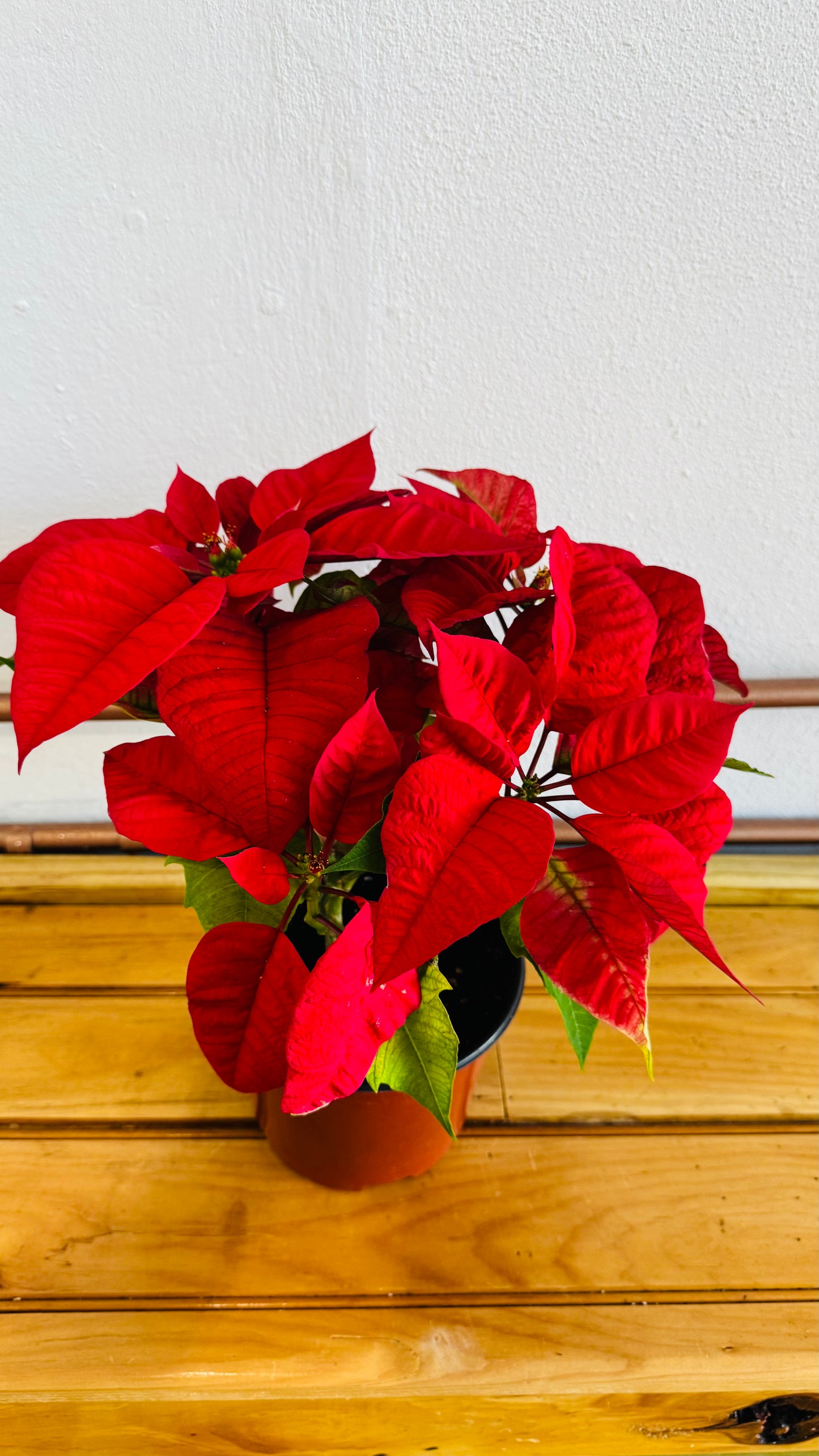 Tiesto de pascua roja 6”