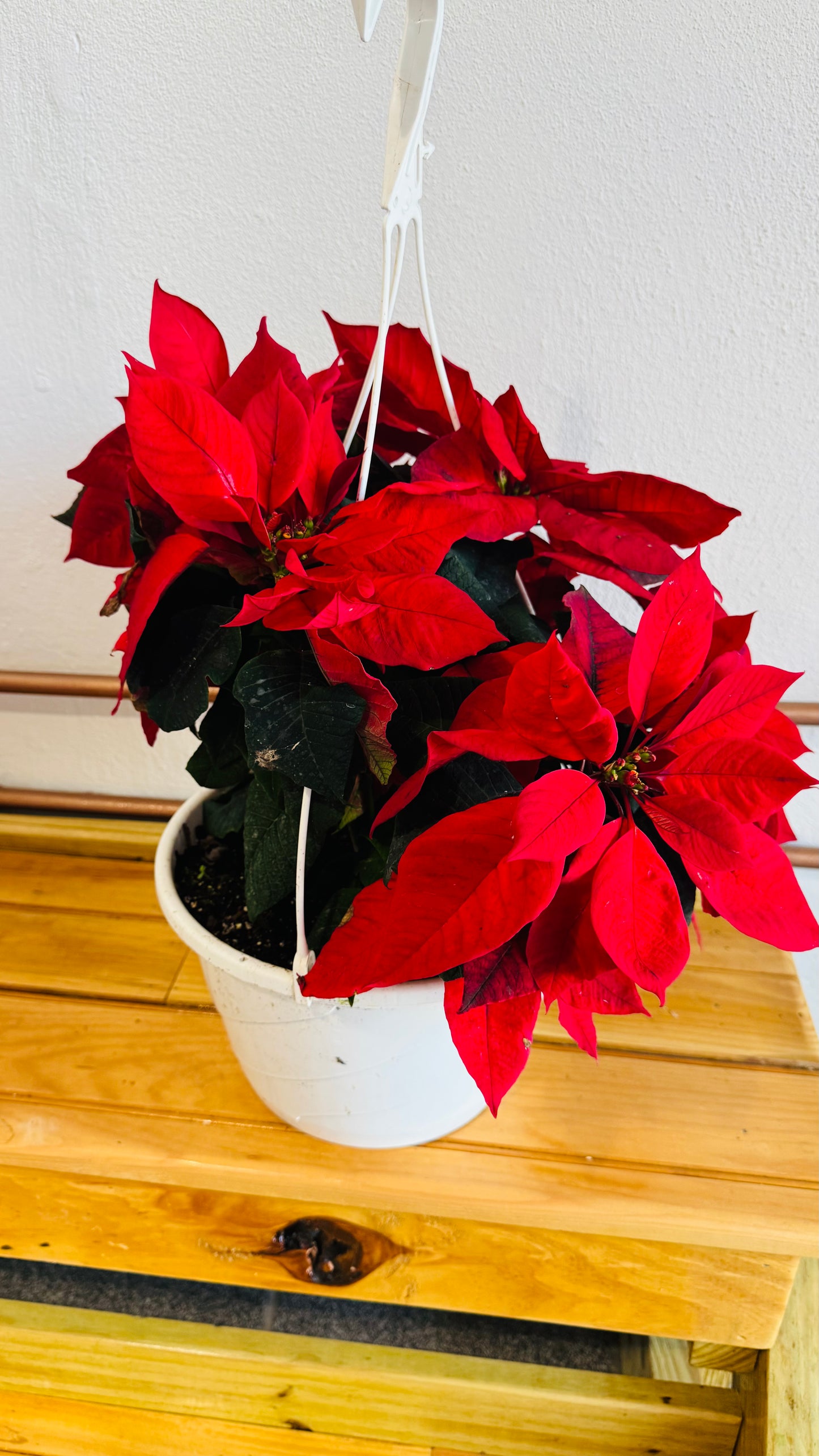 Canasta de pascua roja 10”